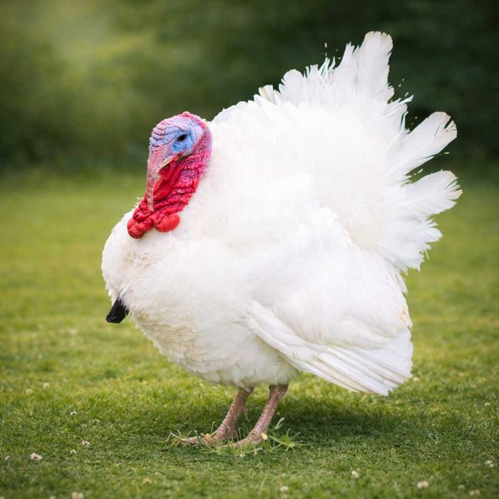 Indyk Indyki Brojlery BIG-6 7 tyg