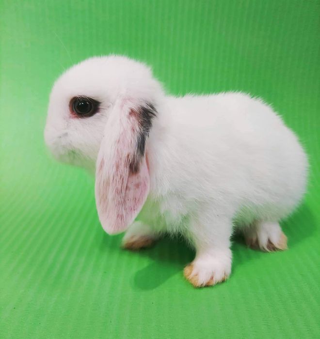 Карлікові,Декоративні кролики