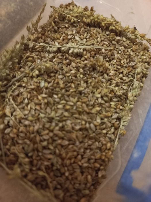 Продаю все для папуг