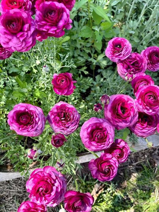 Ранункулюс лютики жовтець