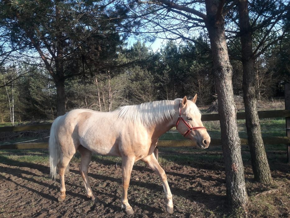Ogier AQH palomino 10 lat