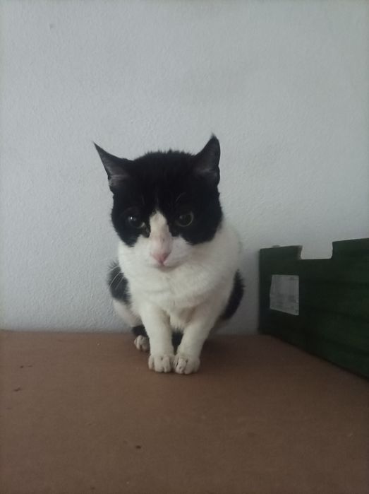 Gatinhos LINDOS!