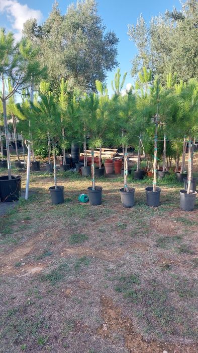 Lote 20 pinheiros mansos 1.50/1.70