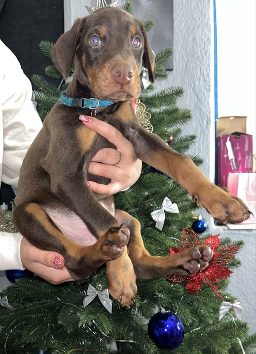 цуценята доберманів