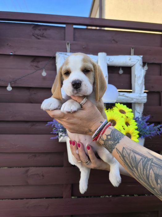 Beagle Frodo odbior sierpień/wrzesień