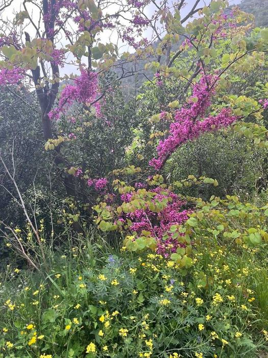 Cercis siliquastrum – judaszowiec wschodni – 5 nasion
