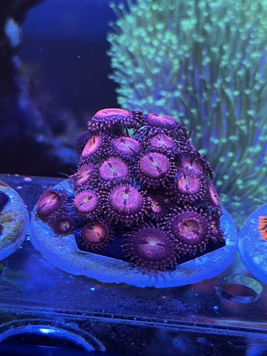 Корали мʼякі морський акваріум