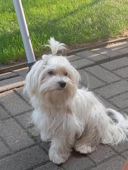 Sprzedam suczkę maltańczyka