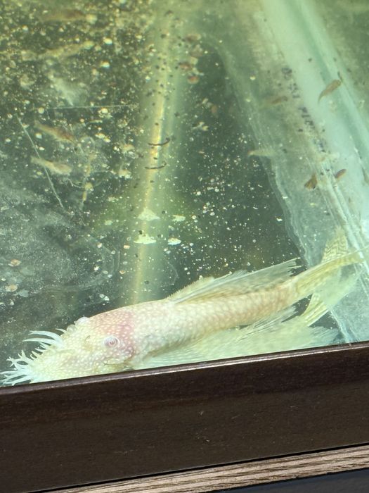 Zbrojnik weloniasty albinos glonojad