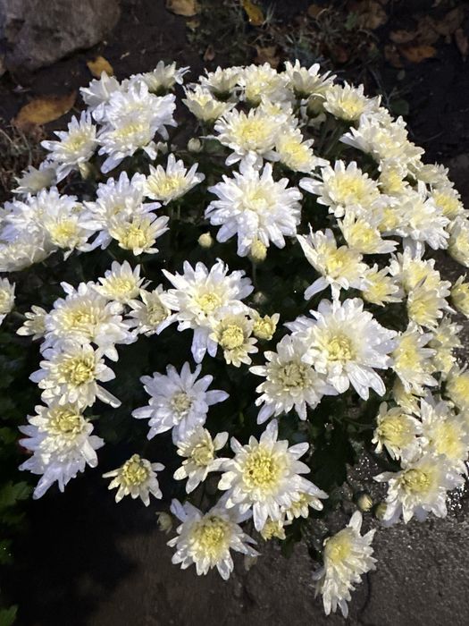Хризантема мультифлора