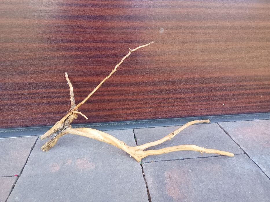 Fajny, średni naturalny korzeń do akwarium