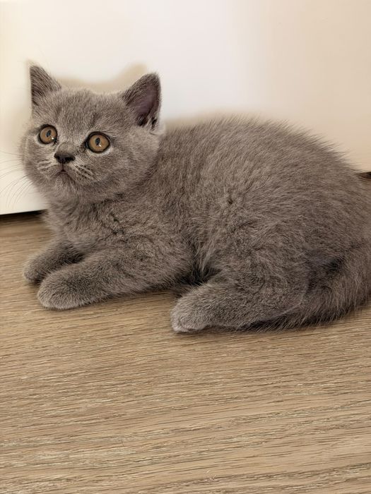 Gatinha Scottish Straight, Blue