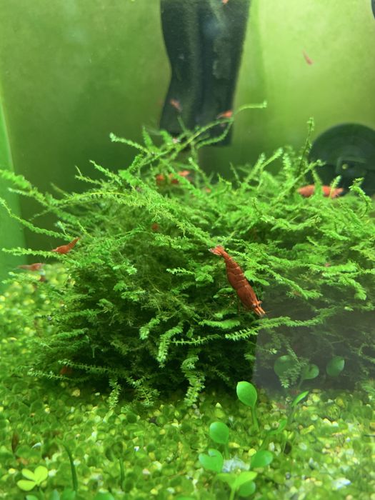 Camarões Neocaridina Red Sakura - Vermelho Intenso -Qualidade