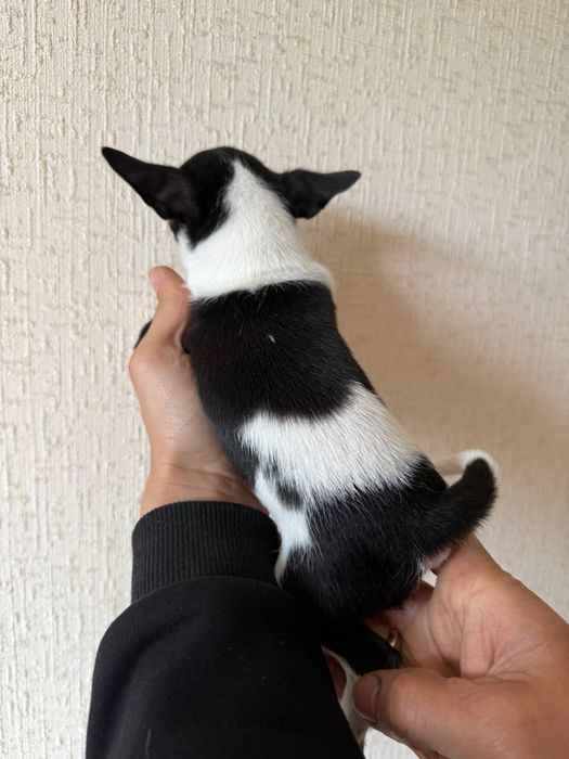 Продам чихуахуа