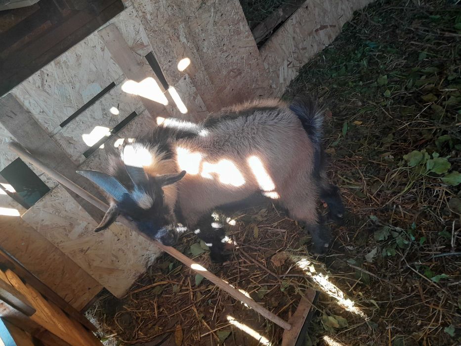 Cabritas anãs MACHO