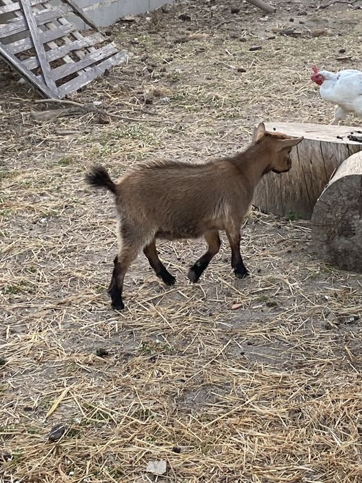 Cabrito anao mocho