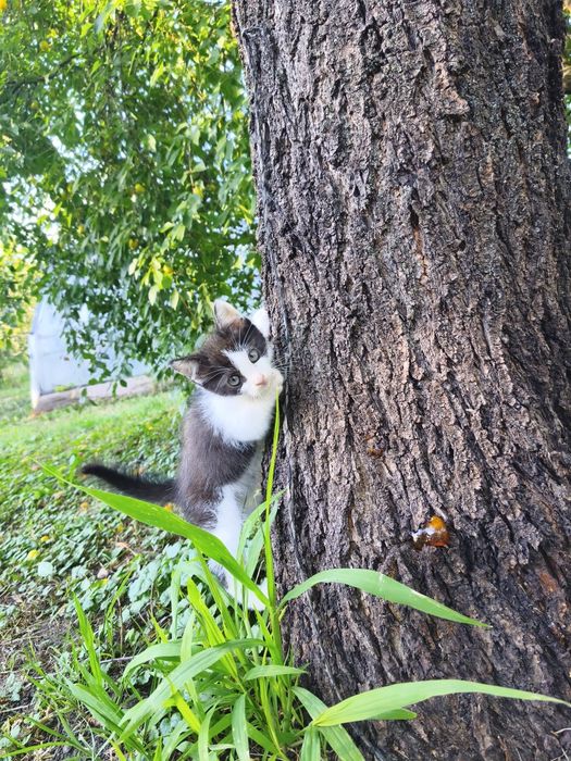 Маленькое чудо ищет дом,котенок