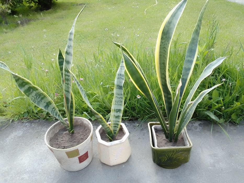 Сансев'єрія. Тещин язик. Щучий хвіст.