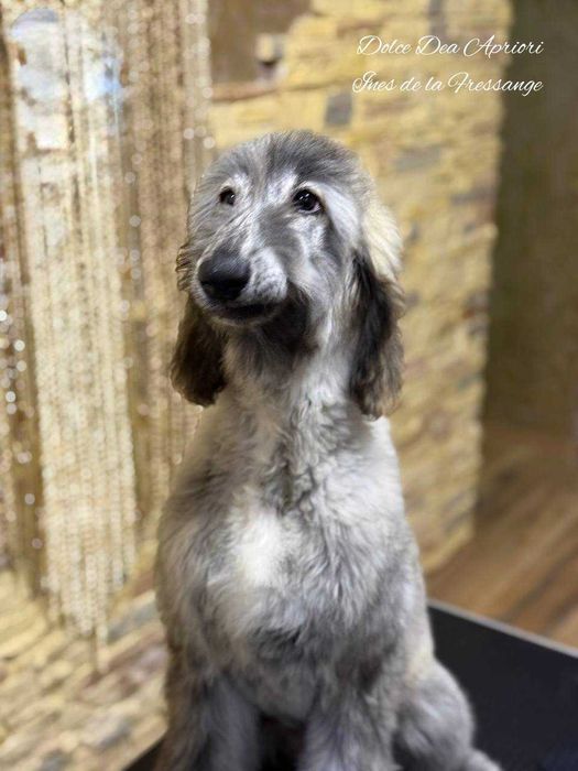 Щенки афганской  борзой