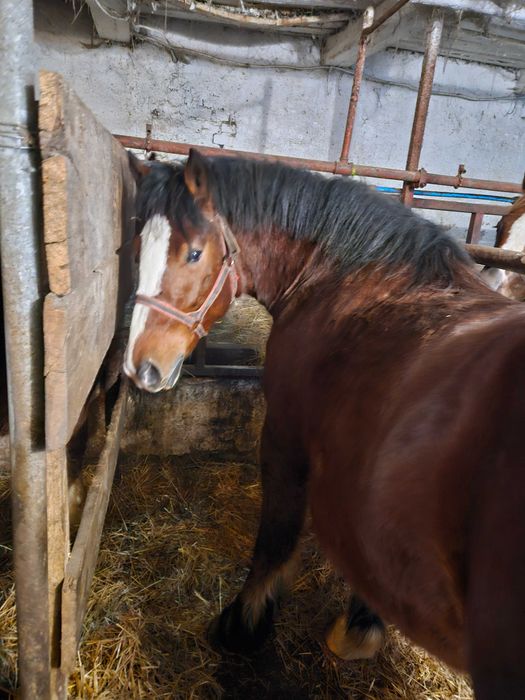 Sprzedam konie Zimnokrwiste