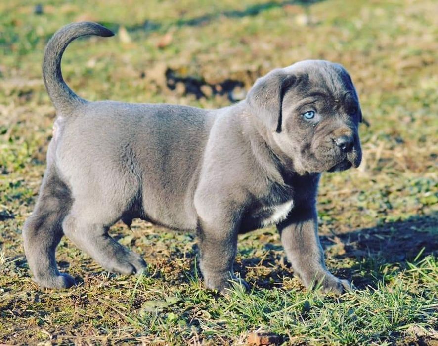 КСУ цуценята,сірі Кане Корсо