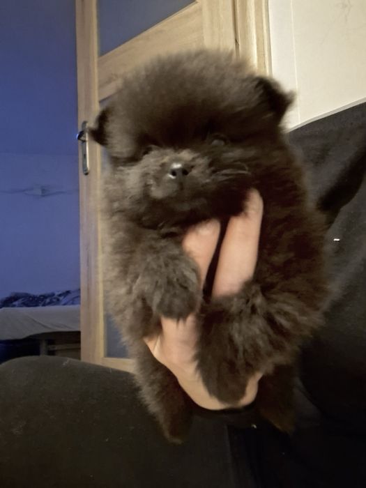 Pomeranian - szpic miniaturowy