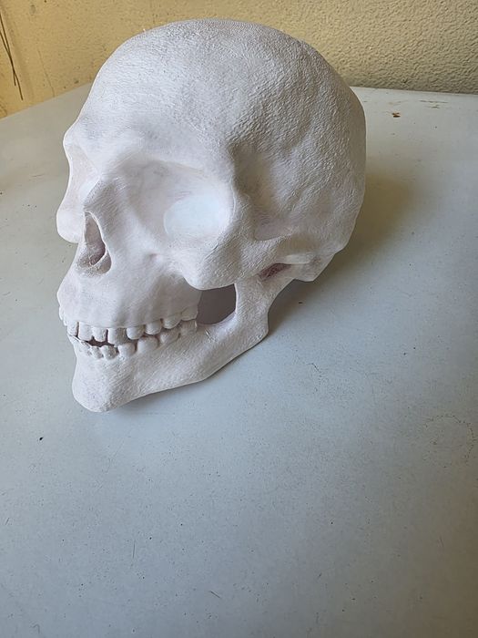 Cranio Humano impresso em 3D