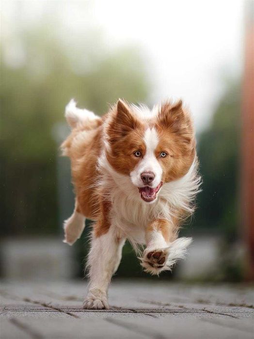 Reproduktor Border Collie FCI