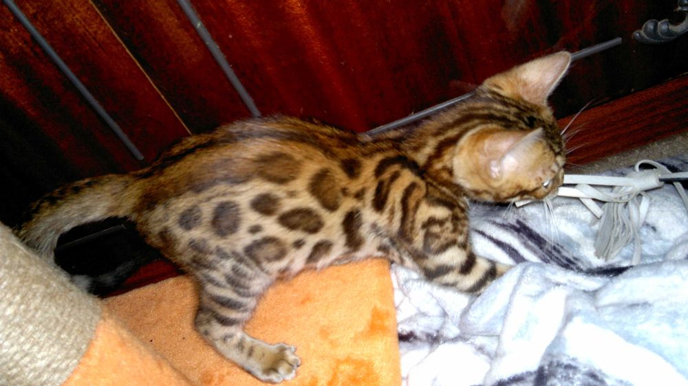 Бенгальська малеча з клубними документами