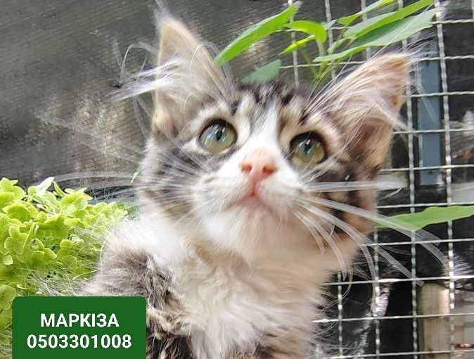 МАРКІЗА -Вихована красуня кошеня  в пошуках родини