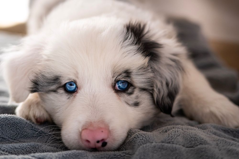 Szczeniaki Border Collie