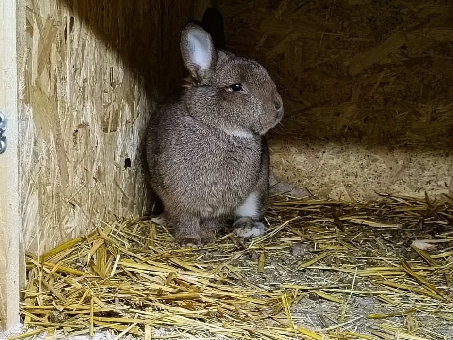 Króliki wiedeński szary