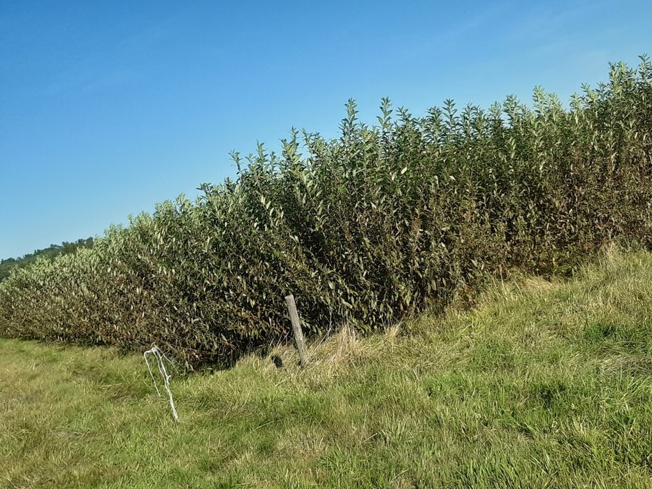 Zielona wiklina wykoszona