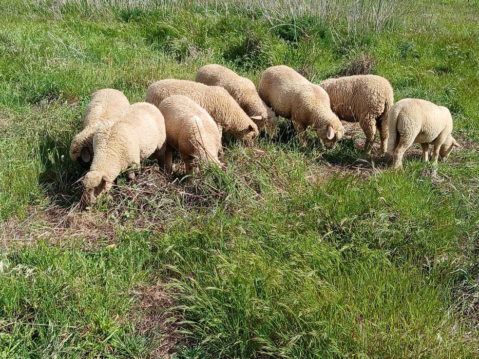 Vendo borregas crusadas merino