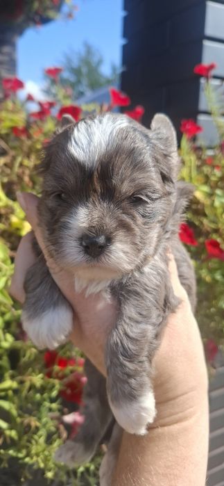 Sunia rasy Yorkshire Terrier merle