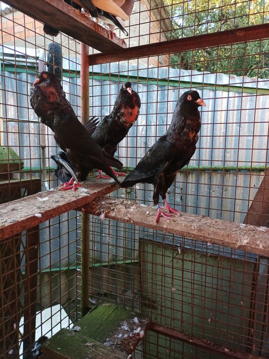 Sprzedał gołębie garłacze