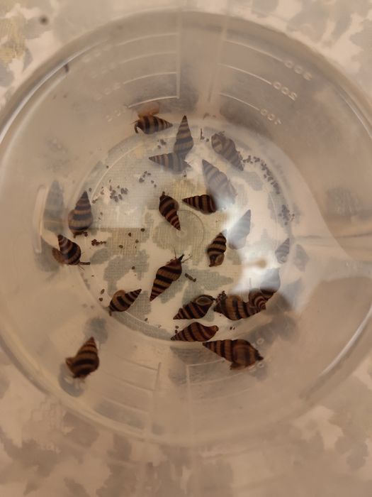 22x  ślimak Helenka pożyteczny pożeracz ślimaków