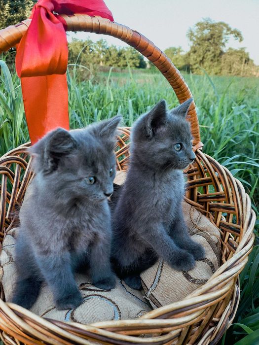 Милі кошенята шукають дім !