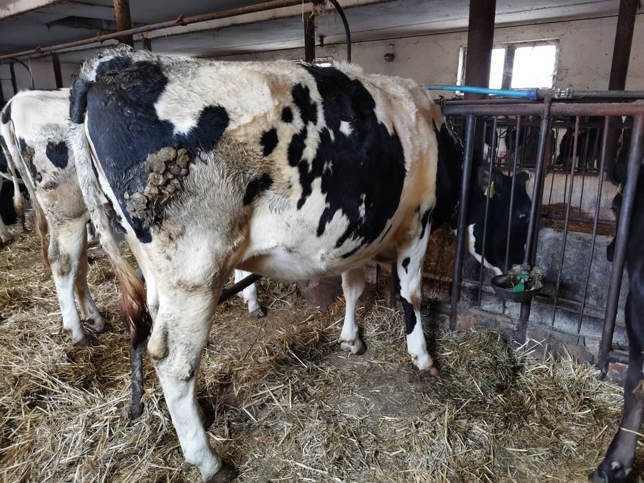 Jałówka cielna hf termin 01.04