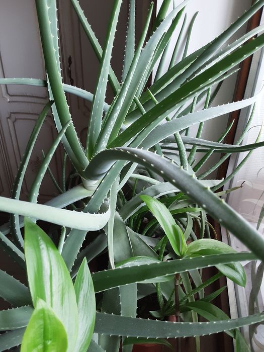 Растение Aloe Vera разных размеров