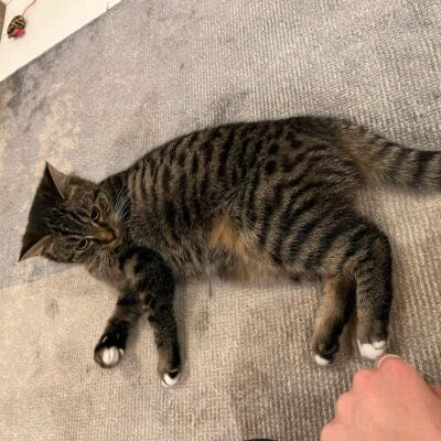 Szyszka szuka kochającego domu