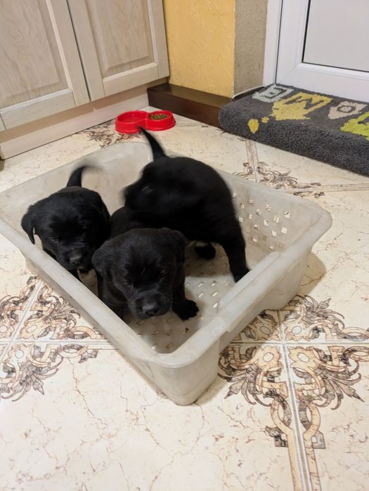 Лабрадор  дівчата