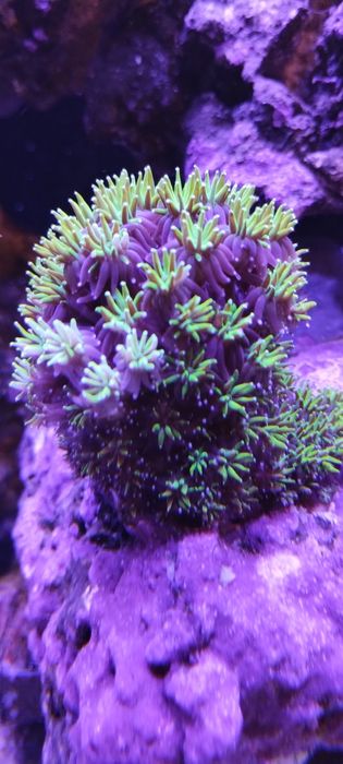 Akwarium morskie roślinki