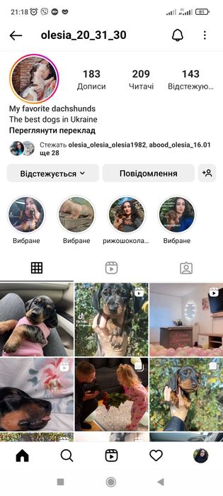 Англійські кокер спаніелі для броні