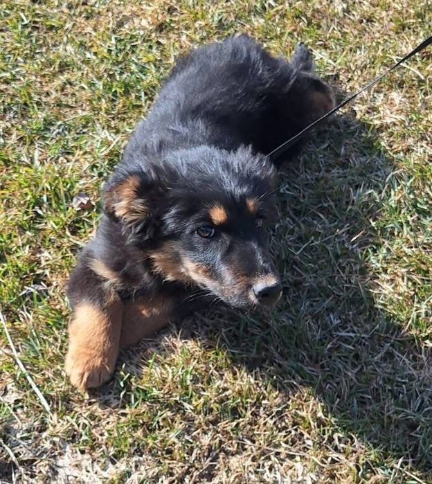 Dwa szczenięta ,będą małymi psami.