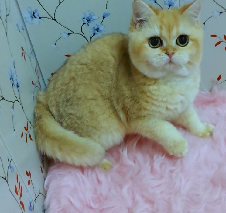 Котик золотая шиншилла, яркий окрас