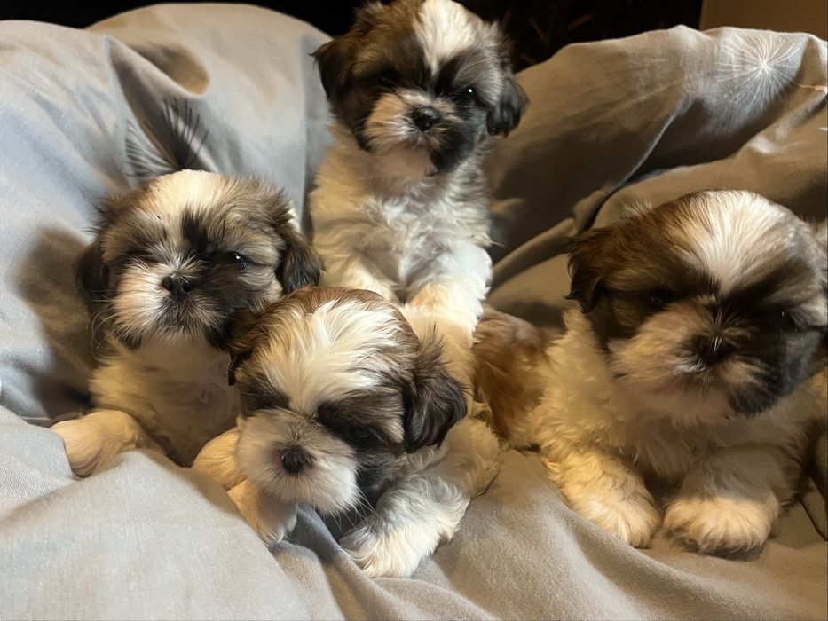 Shih tzu miniaturki cudne