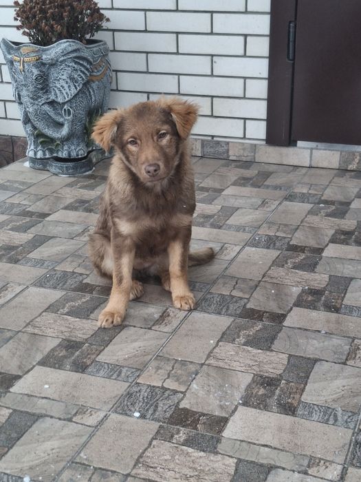 Щеня цуценя підрощене 5.5 міс вакцинована