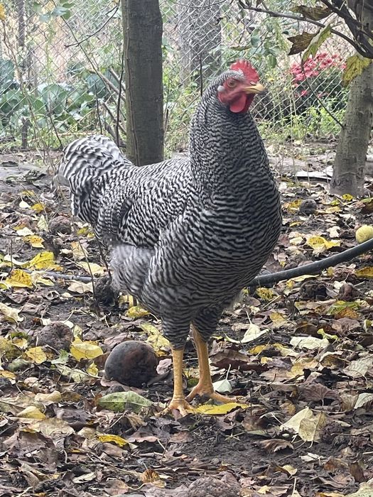 Амрокс. Півні. 5 місяців