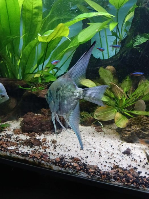 Escalar green smoke pinoy adulto ( Machos)